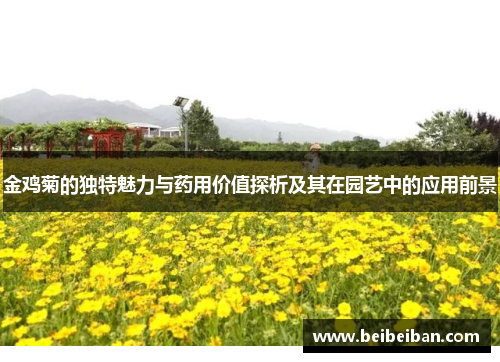 金鸡菊的独特魅力与药用价值探析及其在园艺中的应用前景